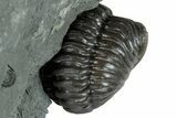 Wide, Enrolled Flexicalymene Trilobite - Indiana #289056-3